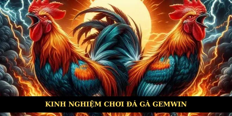 Kinh nghiệm chơi đá gà siêu hay từ cao thủ